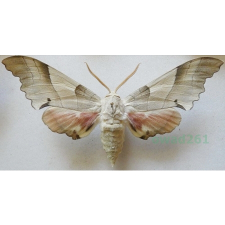 Marumba quercus (Denis & Schiffermüller, 1775) pair Nastrosz dębowiec Austria76